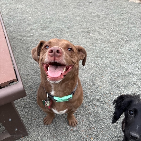 Meet your Posher, Elle - Picture 1 of 1